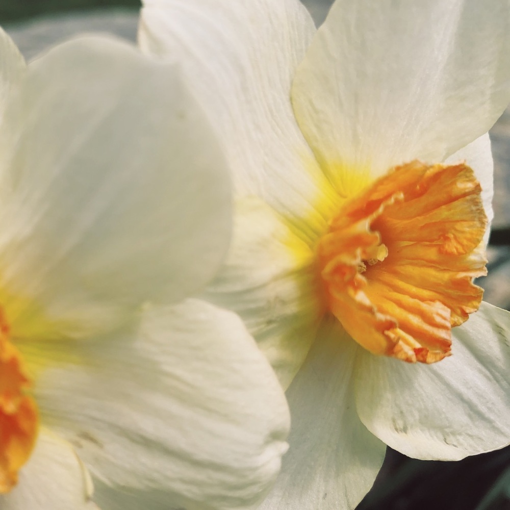 Meet your Posher, Lizzie